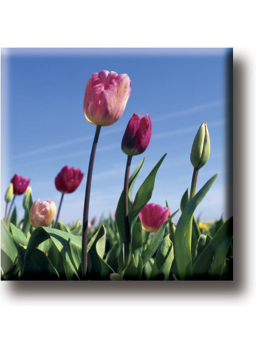 Koelkastmagneet, Veld met tulpen, foto