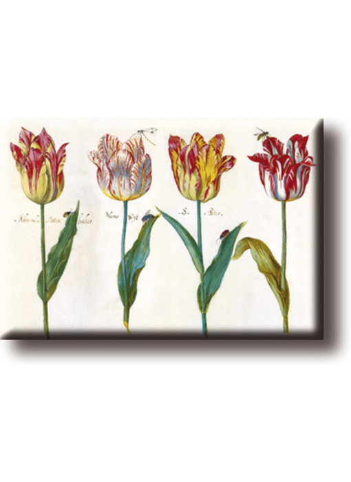 Imán de Nevera, Cuatro Tulipanes con Insectos, Marrel