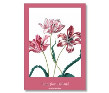 Póster, 50x70, Merian, Tres tulipanes
