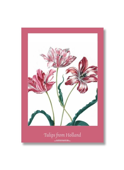 Affiche, 50x70, Merian, Trois tulipes