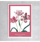 Póster, 50x70, Merian, Tres tulipanes