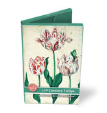 Carpeta de tarjetas, tulipanes pequeños del siglo XVII