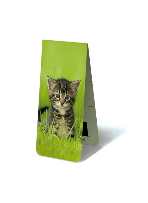Marcador magnético, gatito, coño en la hierba