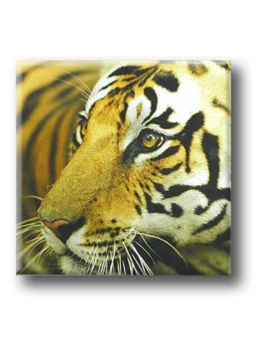 Magnet de réfrigérateur, Tiger