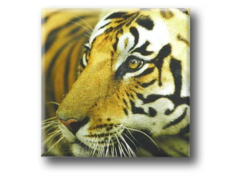 Magnet de réfrigérateur, Tiger