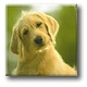 Aimant de réfrigérateur, chien