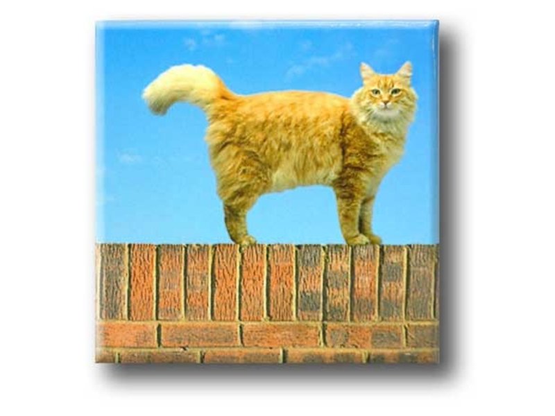 Imán de nevera, gato en la pared