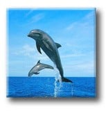 Fridge Magnet, Dolphins