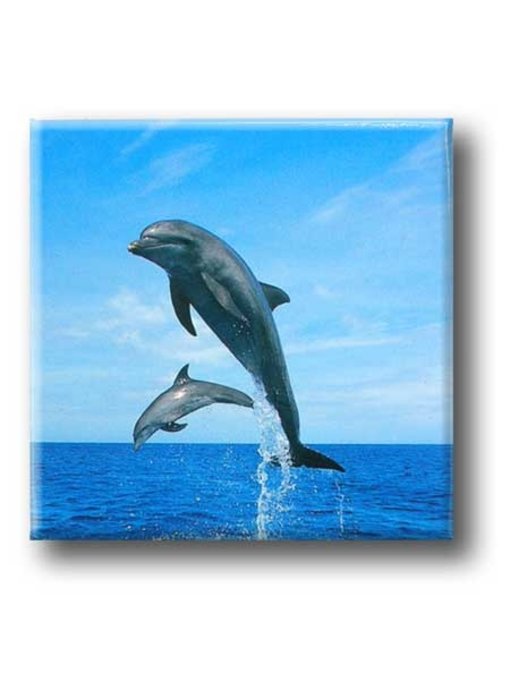 Fridge Magnet, Dolphins