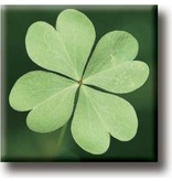 Fridge Magnet, Four Leaf Clover