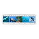 Ruler, Sealife animals