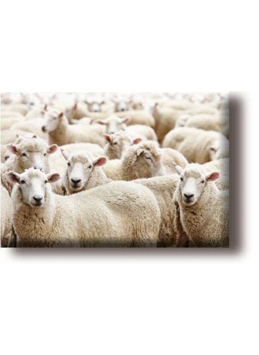 Aimant de réfrigérateur, troupeau de moutons