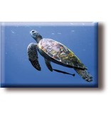 Fridge Magnet, Turtle