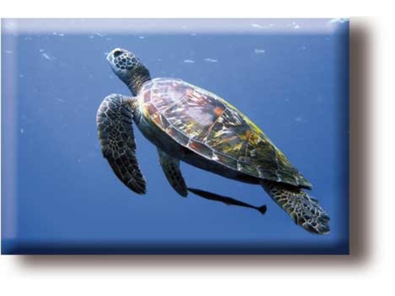 Fridge Magnet, Turtle