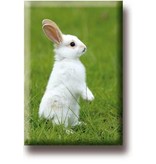 Fridge magnet, Small white rabbit