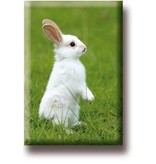 Imán de nevera, Conejo blanco pequeño