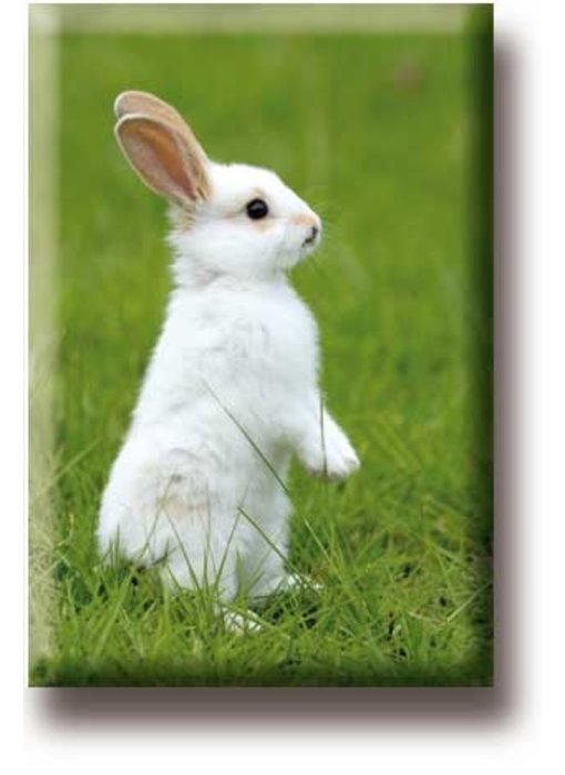 Fridge magnet, Small white rabbit