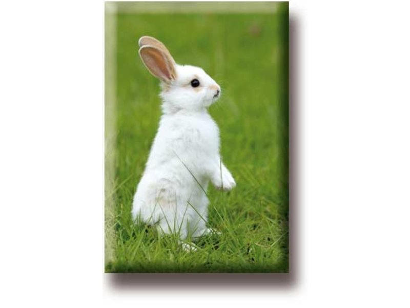 Fridge magnet, Small white rabbit