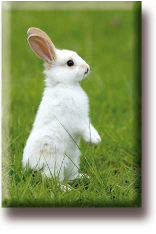 Fridge Magnet, White Little Rabbit - Museum-webshop