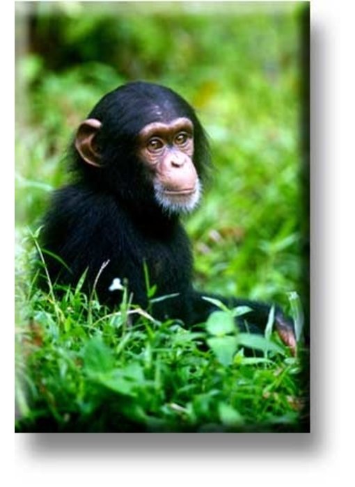 Kühlschrankmagnet, Schimpansenbaby