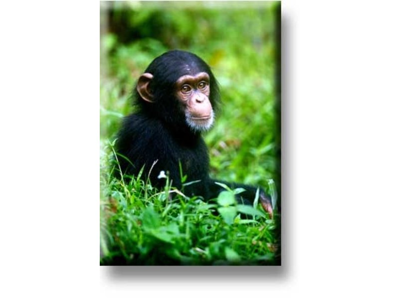 Kühlschrankmagnet, Schimpansenbaby