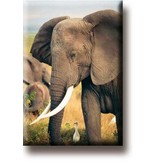 Fridge Magnet, Elephant