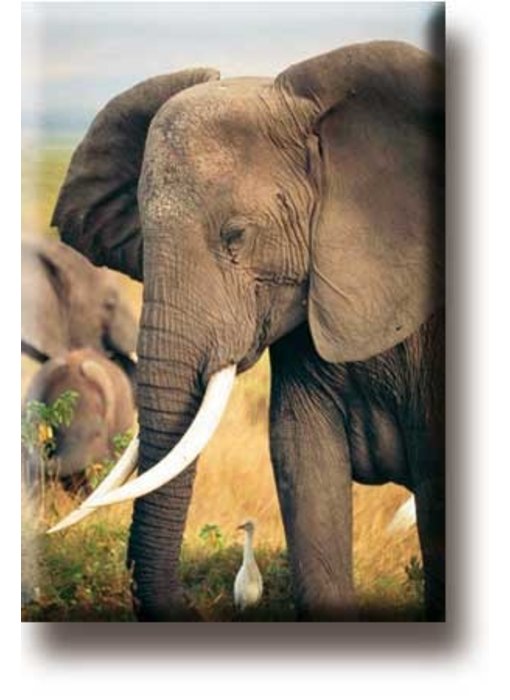 Fridge Magnet, Elephant