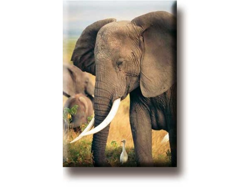 Fridge Magnet, Elephant