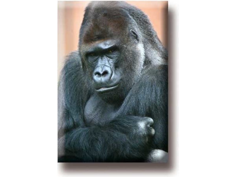 Fridge magnet, Gorilla