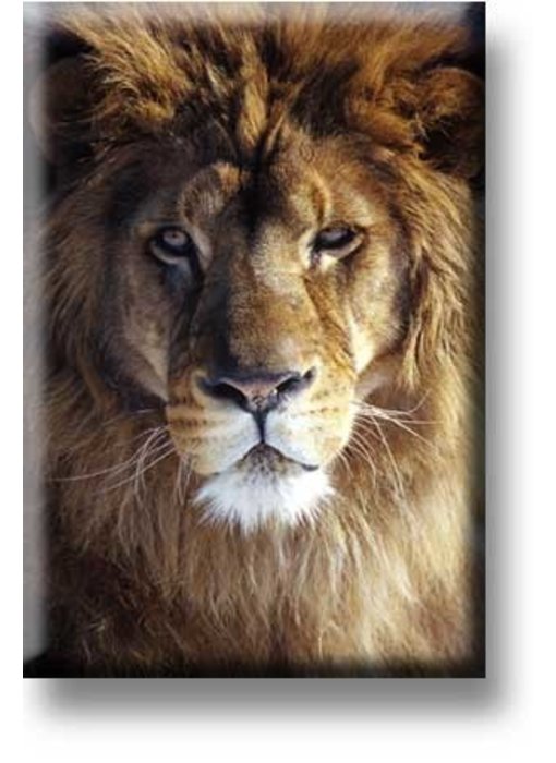 Fridge magnet, Lion head