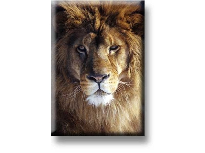 Fridge magnet, Lion head