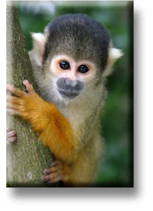 Fridge Magnet, Squirrel Monkey