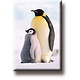 Imán de nevera, pingüinos