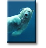 Fridge magnet, Polar bear