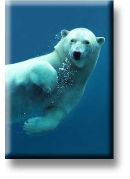 Fridge magnet, Polar bear