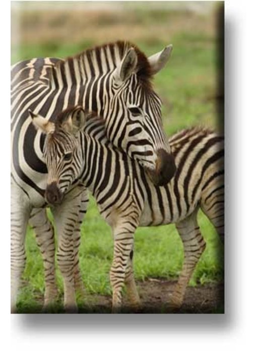 Fridge magnet, Zebra