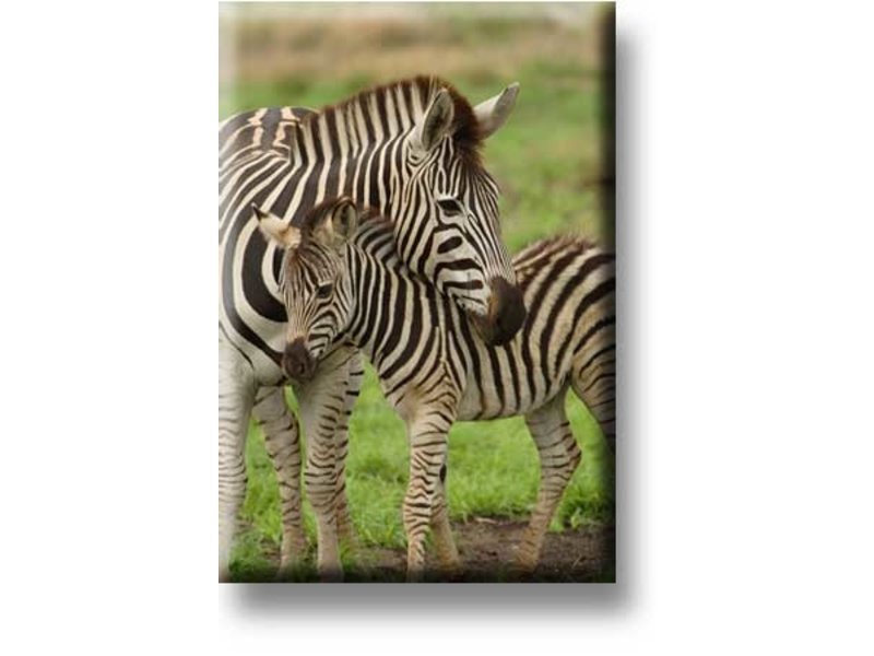 Fridge magnet, Zebra