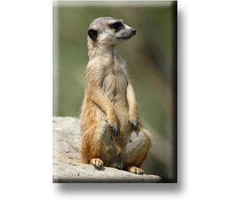 Fridge Magnet, Meerkat