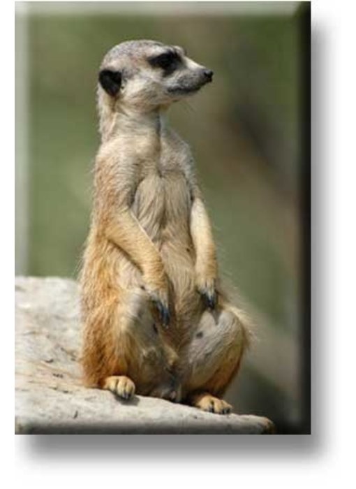 Aimant de réfrigérateur, Meerkat