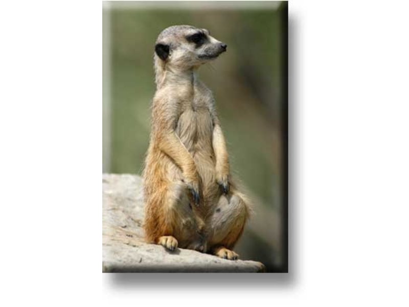 Fridge Magnet, Meerkat