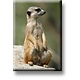 Aimant de réfrigérateur, Meerkat