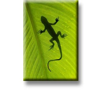 Fridge Magnet, Lizard