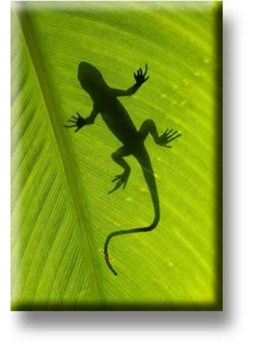 Fridge Magnet, Lizard