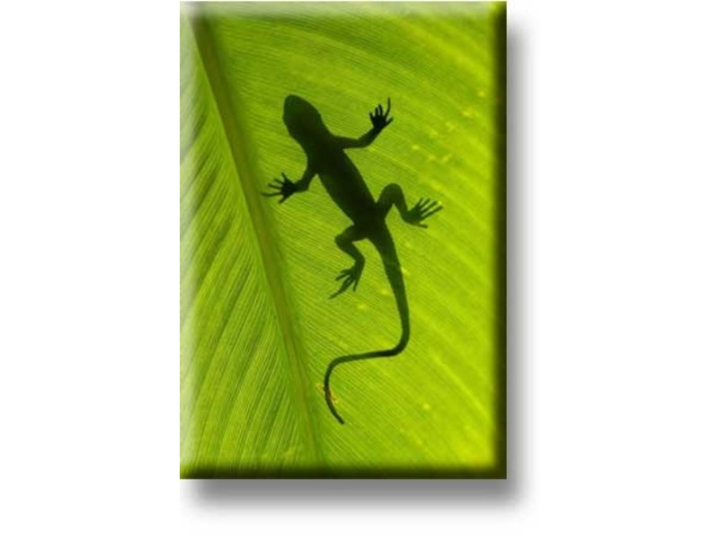 Fridge Magnet, Lizard