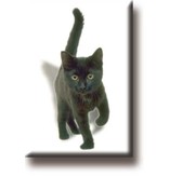 Fridge magnet, Kitten, cat, black