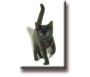 Fridge magnet, Kitten, cat, black