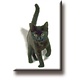 Magnet de réfrigérateur, chaton, chat, noir