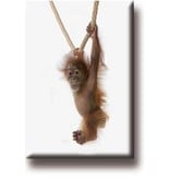 Fridge magnet, Baby Orangutan