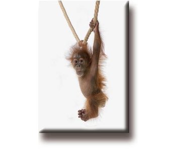 Kühlschrankmagnet, Baby Orang-Utan