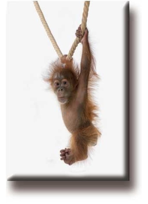 Imán de nevera, Orangután Bebé